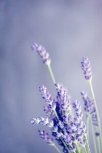 Lavender Garden Plant